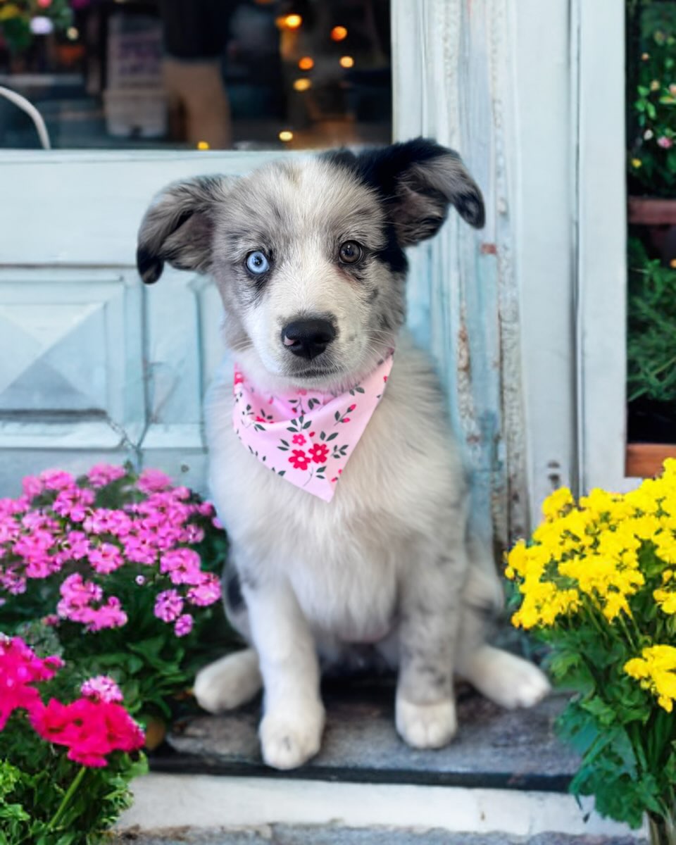 Pet Angels Dog Grooming Service